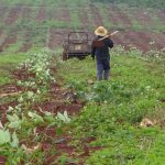 Cao su Krông Buk: Trồng xen cà phê hơn 400 ha cao su