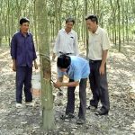Đồng Nai: Nguy cơ xóa sổ vườn cao su tiểu điền