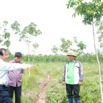 Giải pháp cứu cánh cây cao su trên đất rừng khộp