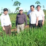 Sẽ hỗ trợ các đơn vị miền Trung trồng xen canh