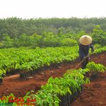 VRG phải có chiến lược phát triển bền vững