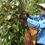 Tăng thu nhập từ trồng tiêu