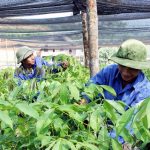 Nơi có gần 90% lao động là người dân tộc thiểu số