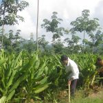 Trồng nghệ xen canh với mô hình khép kín