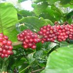 Hương cà phê