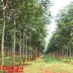 Cây cao su… giống đực