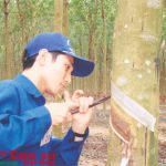 Tình yêu cao su