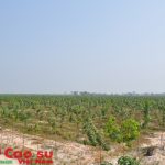 Kỳ tích Chư Sê Kampong Thom