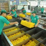 Ứng dụng tiến bộ khoa học kỹ thuật trong chế biến mủ cao su
