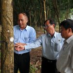 Cao su Phước Hòa: Tiếp tục giữ vững năng suất trên 2 tấn/ha