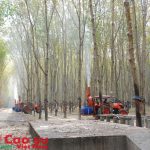 Khu vực Tây Nguyên: Đặc thù địa hình gây khó cơ giới hóa