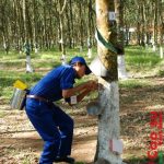 Sẽ có quy trình riêng cho vườn cây Mang Yang