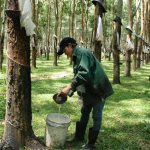 Nông trường Ya Chim (Cao su Kon Tum) phấn đấu giữ vững năng suất 2,3 tấn/ha