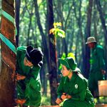 Bác sỹ cây