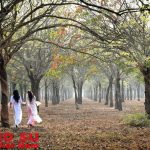 Những chiếc lá vô tình