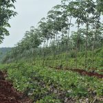 Chính sách thuế gây khó ngành cao su