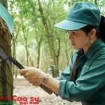 Tiếp tục triển khai chế độ cạo D4