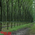 Sắp xếp, đổi mới công ty nông nghiệp VRG