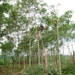Tại sao nông dân chưa thể làm giàu từ cây cao su?