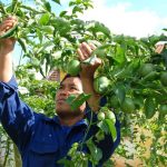 Đi đâu xa cũng không bằng cao su gần nhà