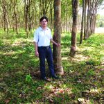 Vẫn trọn tình yêu với cây cao su