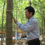 Cao su Dầu Tiếng: Triệt để thực hành tiết kiệm, đảm bảo tốt SXKD