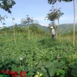 Cao su Quảng Nam, Quảng Ngãi, Nam Giang: Triệt để tiết kiệm, ổn định SXKD