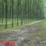 Doanh nghiệp nông nghiệp đã thoái vốn 2.175 tỷ đồng