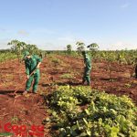 Miễn giảm thuế cho doanh nghiệp cao su: Việc cần làm