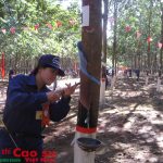 Mạnh dạn chuyển sang cạo D4 - D5 để giảm giá thành