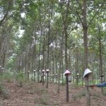 Kon Tum: Cháy hơn 3.000 cây cao su
