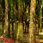 Điệu hát của rừng