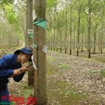 Thi đua đồng bộ, hiệu quả tại Cao su Chư Păh