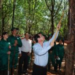 Cao su Chư Sê ra quân thu hoạch mủ đầu tiên tại Tây Nguyên