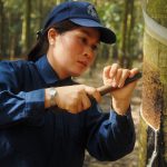 Đánh giá hiệu quả chuyển đổi nhịp cạo D3 sang D4