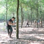 Kon Tum trồng mới gần 2.016 ha cao su tiểu điền