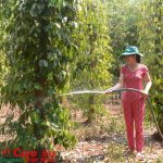 Làm giàu từ kinh tế gia đình