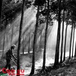 Đẹp duyên mùa gác lửa
