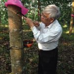Cao su Nam Giang – Quảng Nam đưa 413 ha cao su vào khai thác