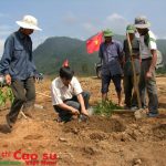 Kon Tum: Trồng mới gần 2.106 ha cao su tiểu điền
