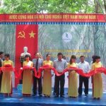 Cao su Quảng Nam: Mở miệng cạo 100 ha tại Nông Sơn