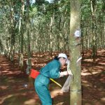 Cao su Ea H'Leo cho chị em vay hơn 165 triệu đồng phát triển kinh tế gia đình
