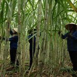 Phấn đấu tăng năng suất mía tại Cao su Thanh Hóa