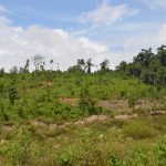 Không cho chuyển rừng nghèo sang trồng cây công nghiệp