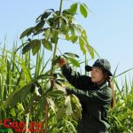 Trồng xen lợi ích về kỹ thuật, tăng thu nhập, lợi nhuận