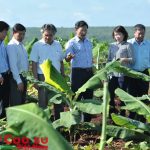 Chú trọng đầu tư trực tiếp, đảm bảo tốc độ tăng trưởng vườn cây