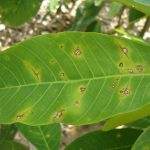 Phòng trừ bệnh trên cây cao su mùa mưa