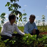 Quản lý suất đầu tư và trồng xen ở Tây Nguyên, miền Trung: Bước đầu hiệu quả
