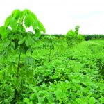 Trồng xen: Còn đó những băn khoăn
