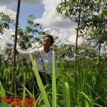 Cao su Quảng Trị: Suất đầu tư 70,5 triệu đồng/ha